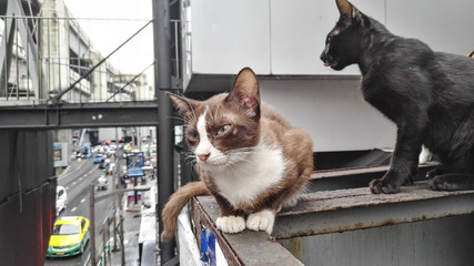 Street cats in Bangkok