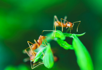 red ant