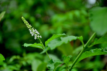 Obraz premium Garden