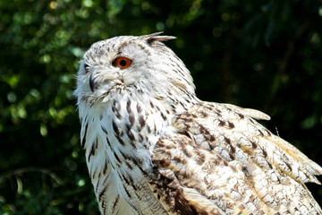 Uhu - Bubo bubo