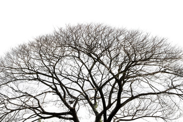 dry tree on white background