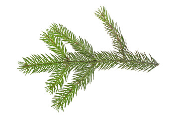 Naklejka premium Fir tree branch isolated on a white background