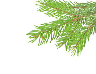 Obraz premium Fir tree branch isolated on a white background