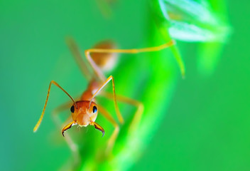 red ant