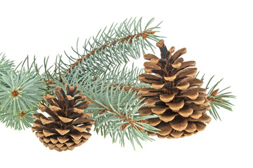 Blue spruce twig with cones, isolated on white background