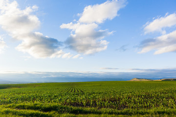 Fototapeta na wymiar Maize Field Farm Landscape