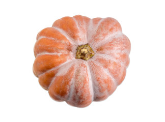 Small pumpkin on a light background