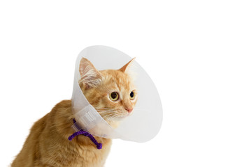 Red cat, wearing a Elizabethan collar on a light background