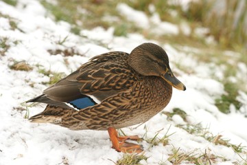 Ducks in the snow 1
