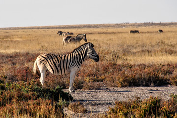 Fototapeta na wymiar Namibia - Bergzebra im Etoscha Nationalpark