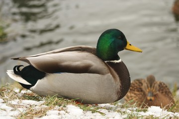 Ducks in the snow 4