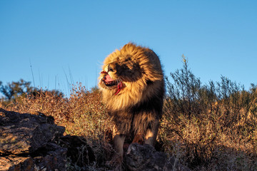 Namibia - Löwe beim Fressen - Panthera leo