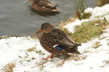 Ducks in the snow 2