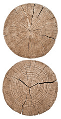 Cross section of tree trunk showing growth rings on white background. set. wood texture