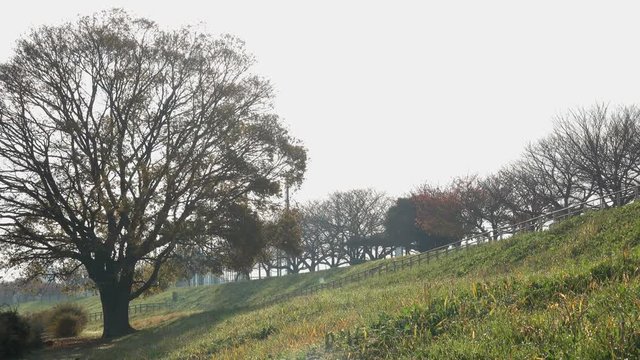 4K・秋の陽射しと木_04-265