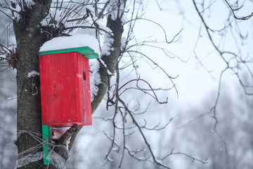 красный скворечник на дереве в лесу зимой 
