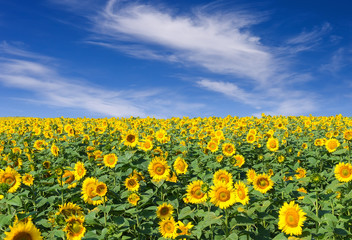 Sunflowers field and blue sky