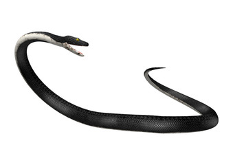 3D Rendering Southern Black Racer on White