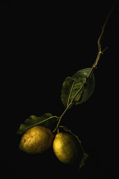 Fresh ripe citrus. Lemons, limes on dark background