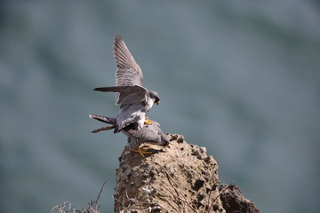 ハヤブサ,ハヤブサ目,ハヤブサ科,ハヤブサ属