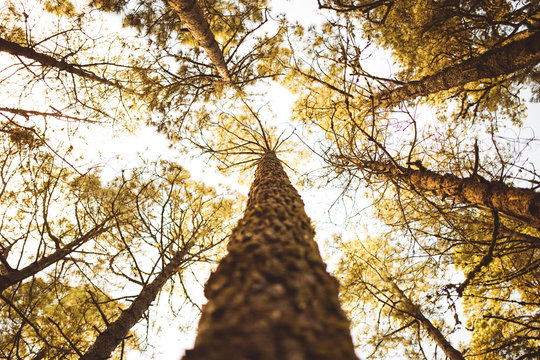 Low angle view of tall pine tree growing towards the sky in forest