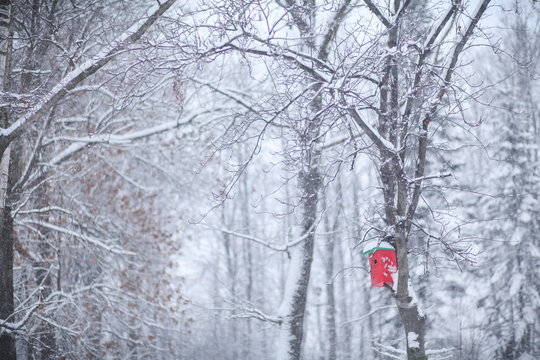 красный скворечник на дереве в лесу зимой 
