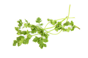 Fresh green coriander leaves isolated on white background