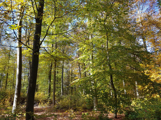 Buchenwald, Herbst, Rotbuche; Fagus, sylvatica