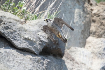 ハヤブサ,ハヤブサ目,ハヤブサ科,ハヤブサ属