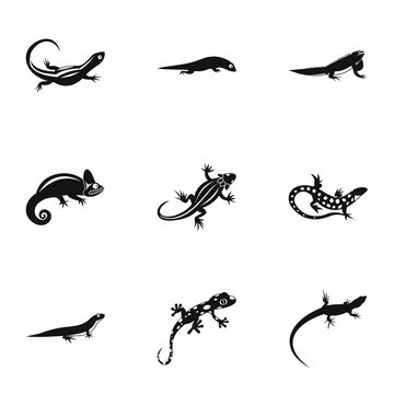 Types of iguana icons set. Simple illustration of 9 types of iguana vector icons for web