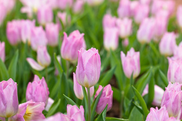 pink tulip flower in the garden,close up