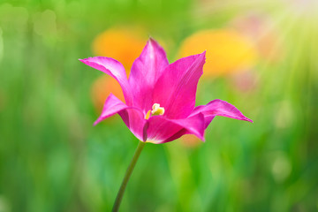 Pink tulip on the background of green grass close-up.