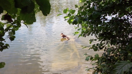 Naklejka premium Утки на подводном пне