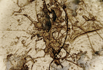 abstract microscopic texture