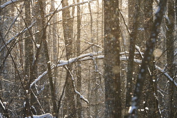 Снег в лесу.
