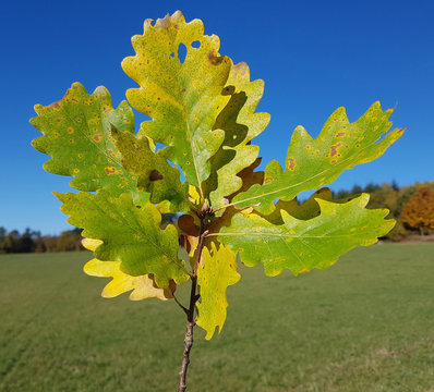 Eichenzweig, Herbst; Eichenblaetter; Quercus; Robur