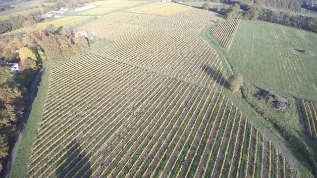 vignes en armagnac
