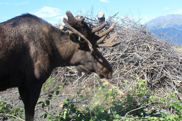 moose