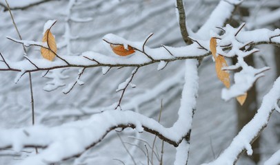 The beginning of winter
