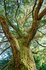 樹木, エコロジーイメージ
