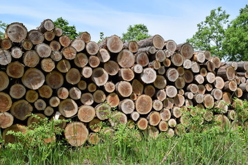伐採直後に積まれた杉の丸太