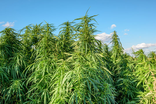 Marijuana on field