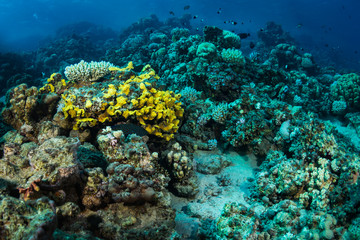 Coral garden