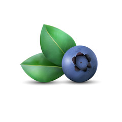 Blueberry and leaves with shadow isolated on white background