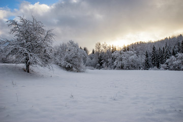 Beautiful winter landscape with snow covered trees.