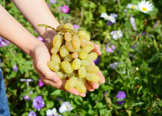 Harvesting grapes by hands. Grape in the hands of gardeners. 