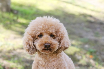 トイプードル