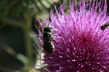 Milk Thistle and Bee