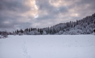 Beautiful winter landscape with snow covered trees.