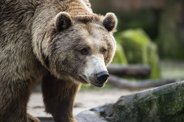Oso pardo